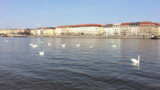 Картинка: Кормление лебедей на Влтаве (Прага №23)