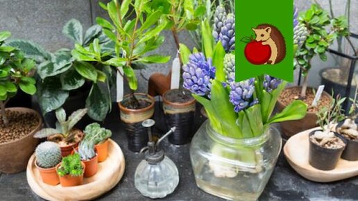 Картинка: Какие комнатные растения лучше всего очищают воздух