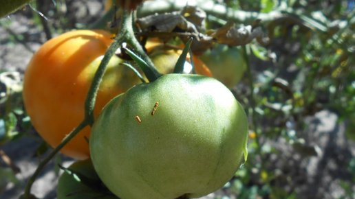 Картинка: Помидоры: универсальное органоминеральное удобрения для подкормки томатов