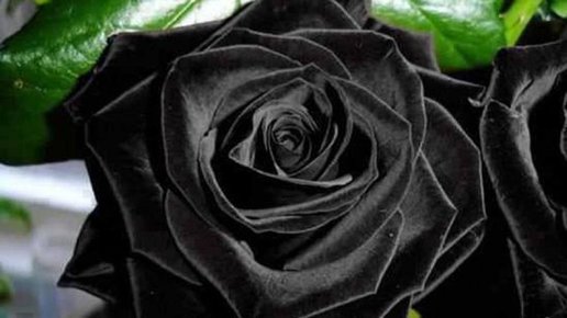 Картинка: Самые редкие сорта роз