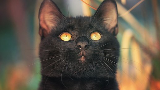 Картинка: Когда в доме живет черная кошка