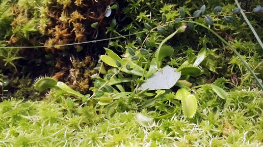 Картинка: Венерина мухоловка – хищник среди растений