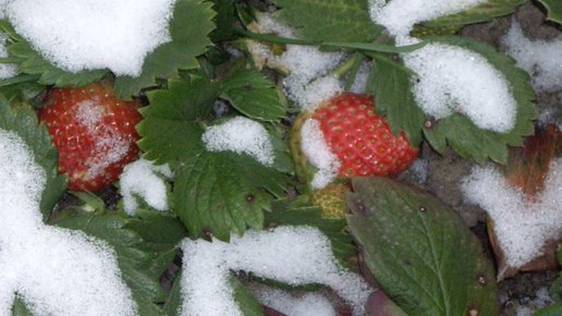Картинка: Готовим клубнику к зиме: 7 важных правил