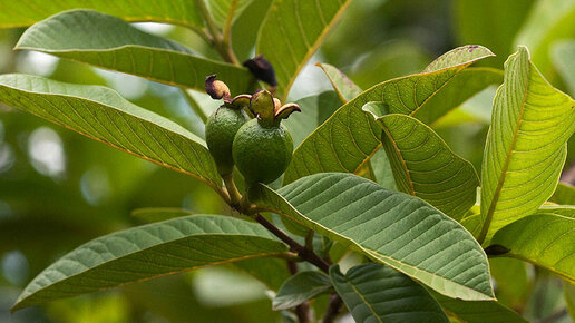 Картинка: Листья этого дерева помогут диабетикам, а плоды - гипертоникам