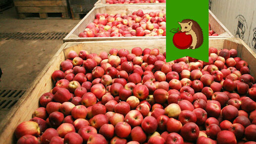 Картинка: Какие сорта яблок лучше и дольше всего хранятся
