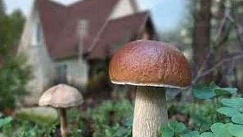 Картинка: За грибами на огород, или как просто вырастить грибы на даче