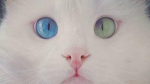 Картинка: Уникального кота из Владивостока хотят продать за полмиллиона в Китай