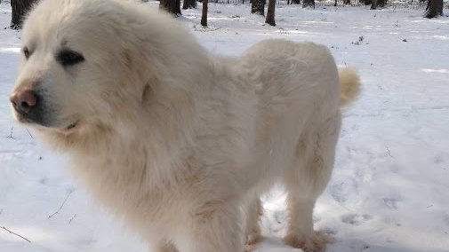 Картинка: Горная пиренейская собака: белоснежный охранник