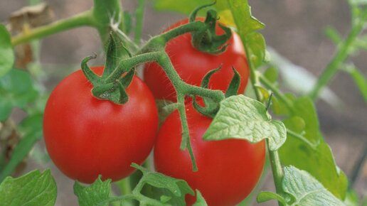 Картинка: Когда и как лучше сеять томаты: способы посева, техники высадки, оптимальные условия для хорошей рассады
