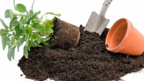 Картинка: Как подготовить землю к высаживанию комнатных растений