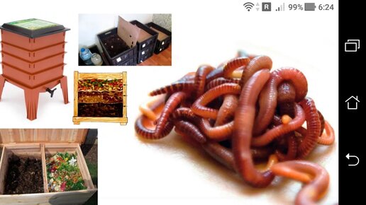 Картинка: Калифорнийский дождевой червь: Черви из Биогумуса