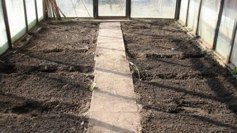 Картинка: Как подготовить почву для посадки помидоров весной