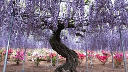 Картинка: Необычный Японский висячий сад