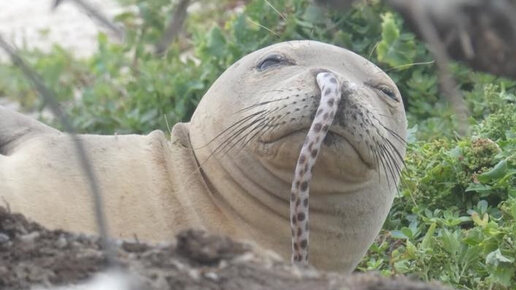 Картинка: Ученые спасли тюленя, в носу которого застрял угорь