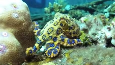 Картинка: Поразительные способности осьминогов - видео