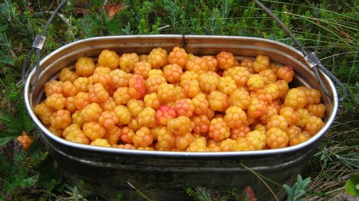 Картинка: За ягодами в Карелию, отдых в Карелии на базе Талвисъярви