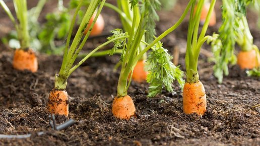 Картинка: Эффективный метод выращивания семян моркови в клейстере: нюансы подготовки и высадки в грунт