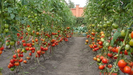 Картинка: Как и когда правильно сажать томаты на рассаду