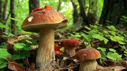 Картинка: Легкий способ вырастить грибы на даче
