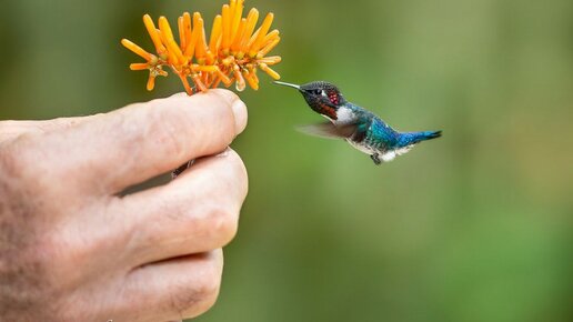 Картинка: 19 вещей, которые нужно знать о колибри