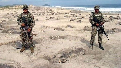 Картинка: Мексиканские военные охраняют черепах