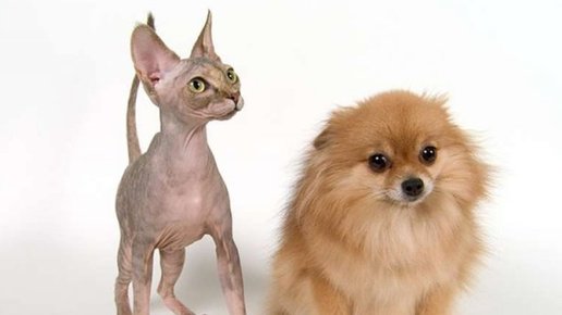 Картинка: Кошку, собаку, или... Какое домашнее животное выбрать? 
