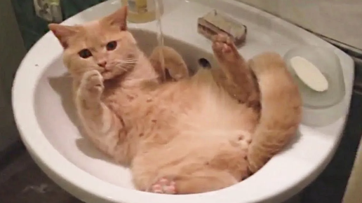 Картинка: 11 забавных фото про котиков, которые нашли себе необычные места для отдыха
