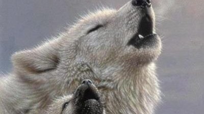 Картинка: О волчеловеческом