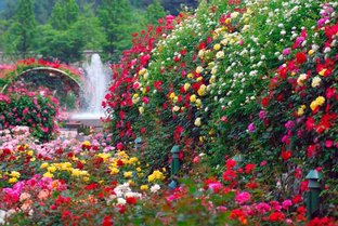 Райский сад