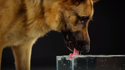 Картинка: Сколько воды должна пить собака? 