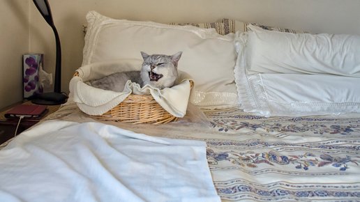 Картинка: Почему кошка не спит с хозяином