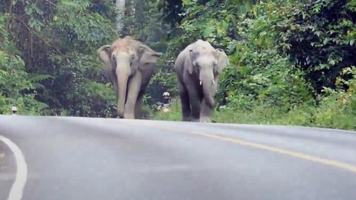 Картинка: Проишествия. Водитель сбил Слона и стал жетврой животного.