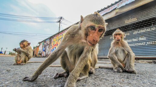 Картинка: Нападение обезьян: чем лучше пожертвовать туристу, чтобы сохранить своё здоровье