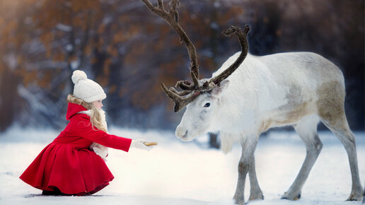 Картинка: Где познакомиться с северными оленями в Санкт-Петербурге?