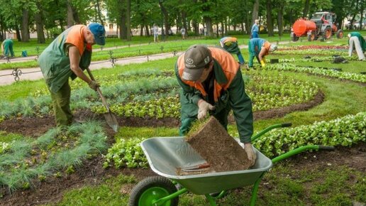 Картинка: Смольный выбрал подрядчиков для содержания зеленых насаждения Петербурга в 2019 году