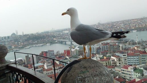 Картинка: Поездка в Стамбул в декабре. Дешево и романтично