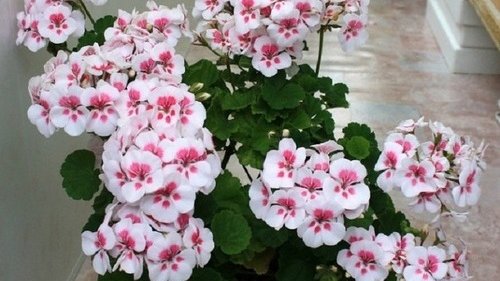 Картинка: Растения и цветы по фэн-шуй