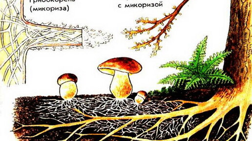 Картинка: О выращивании грибов в домашних условиях и на даче