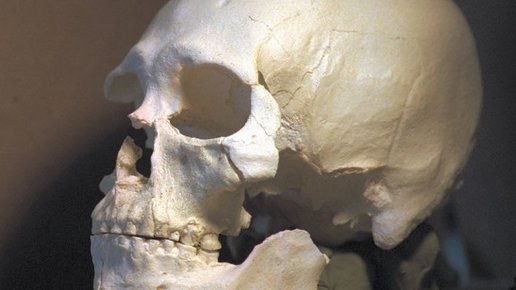 Картинка: Тайна черепа «Кенневикского человека»