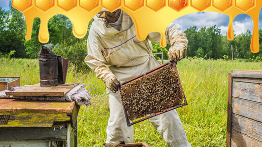 Картинка: Почему я стал увлекаться пчелами