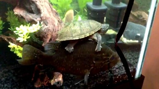 Картинка: Видео: черепаха решила прокатиться верхом и залезла на рыбу