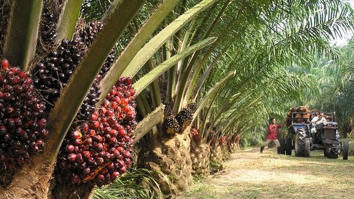 Картинка: Nestlé проследит через спутники за поставками пальмового масла
