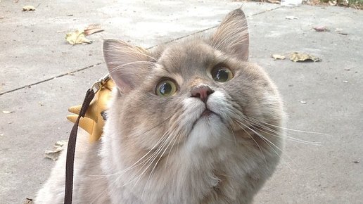 Картинка: Этот кот прославился на весь мир: Бон-Бон самый популярный кот Таиланда