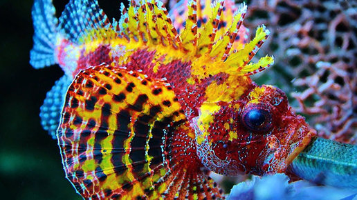 Картинка: Как усилить естественный окрас аквариумных рыбок и креветок в аквариуме?