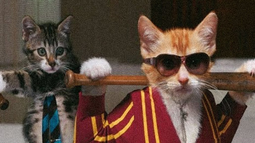 Картинка: Как наладить отношения с котом без потерь среди обуви