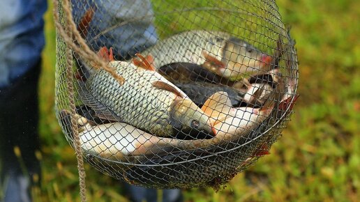 Картинка: Что нового в законе о любительской рыбалке