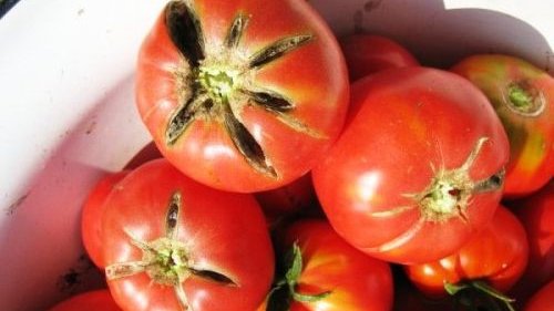 Картинка: Чтобы на томатах не появлялись трещины