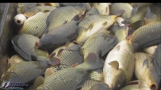 Картинка: Карповое хозяйство! Столько рыбы я еще не видел!(видео)