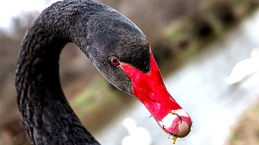 Картинка: Черные лебеди-дикакая природа