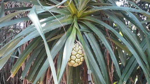 Картинка: Путешествие в Шри Ланку. У Лёлика.